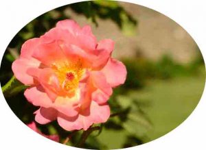 Rose du Jardin